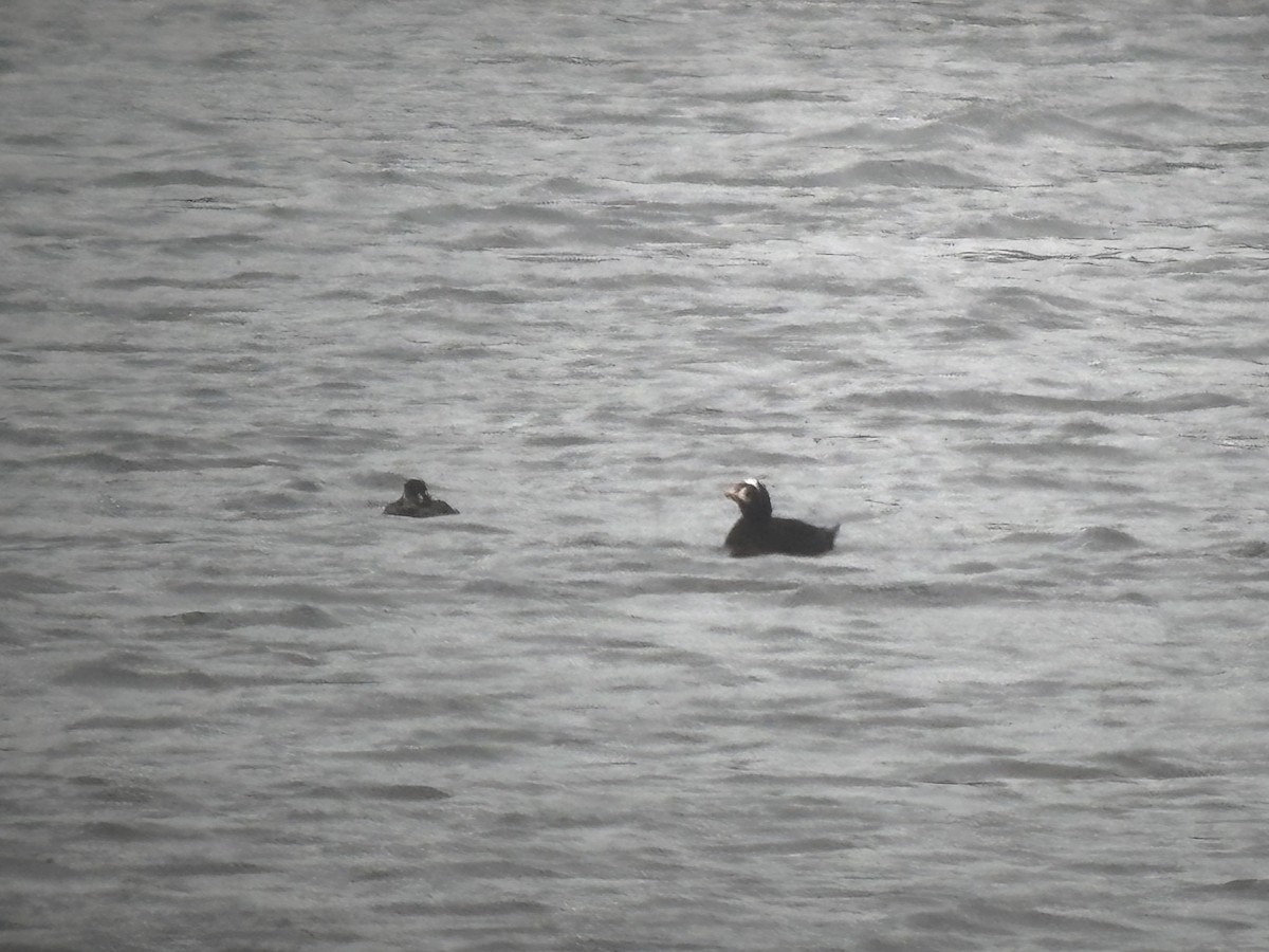 Surf Scoter - ML633043938