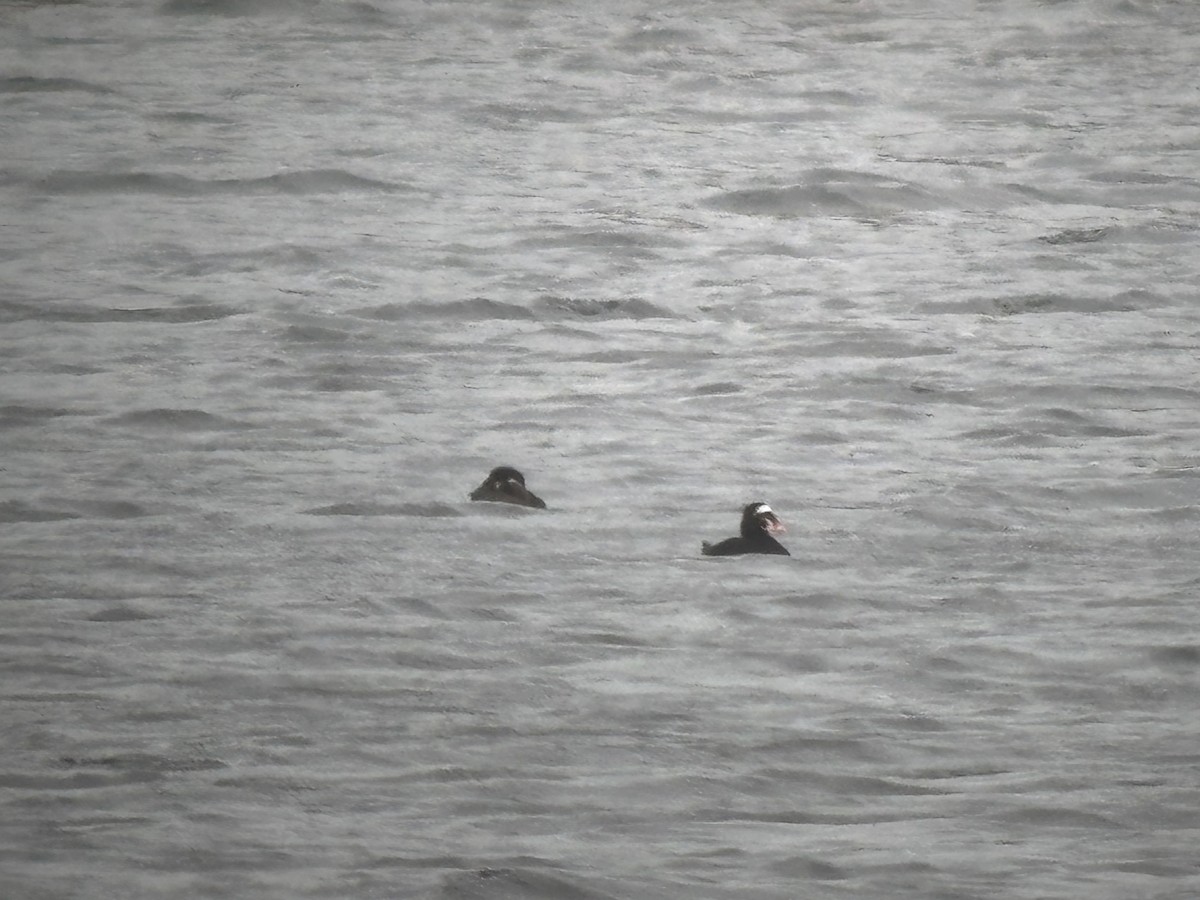 Surf Scoter - ML633043939