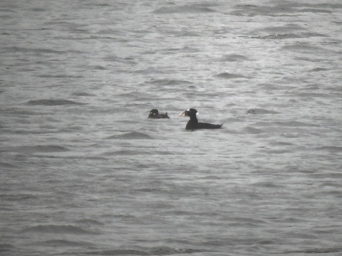 Surf Scoter - ML633043940