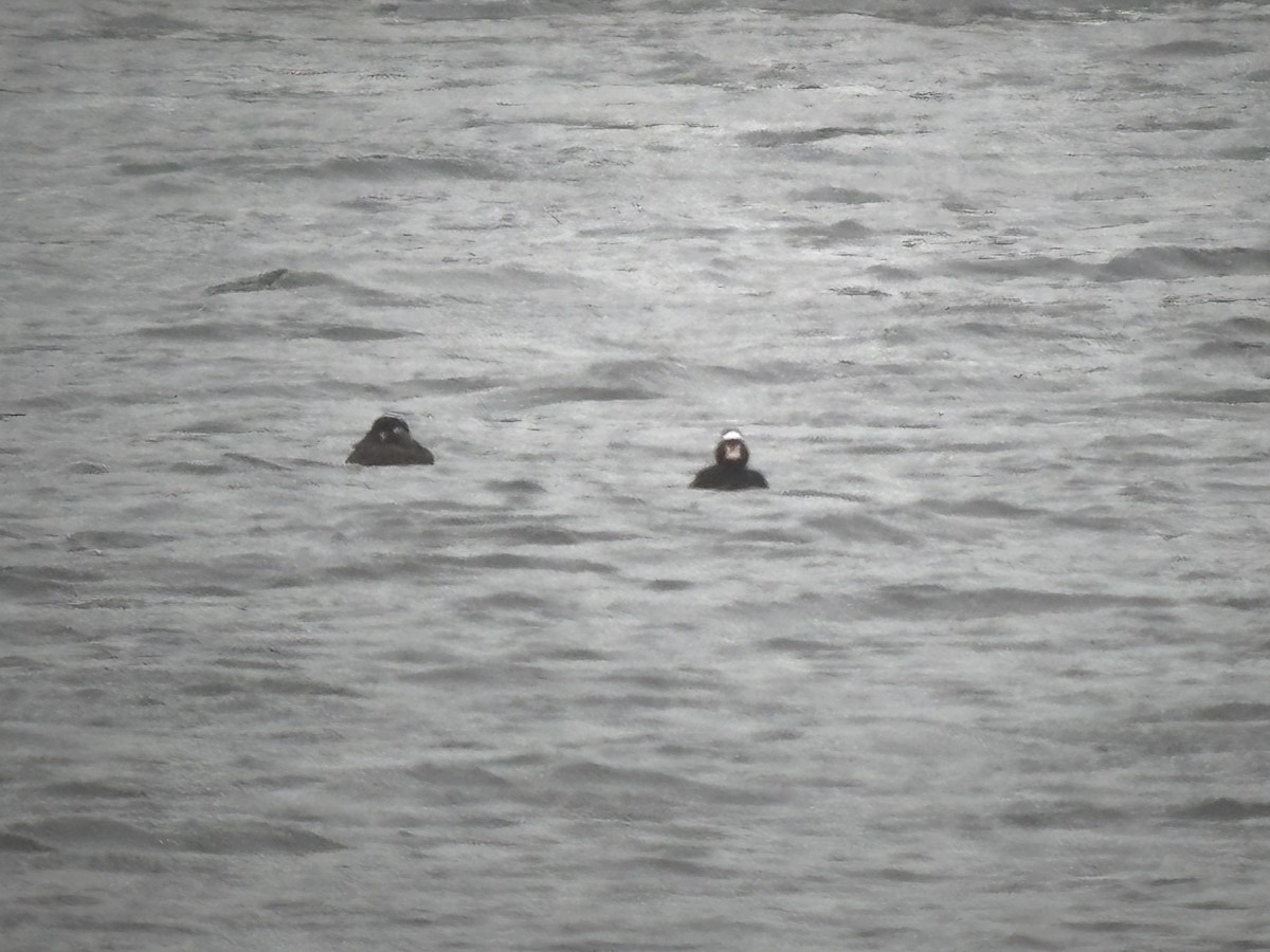 Surf Scoter - ML633043942