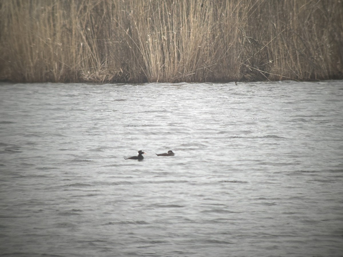 Surf Scoter - ML633043943