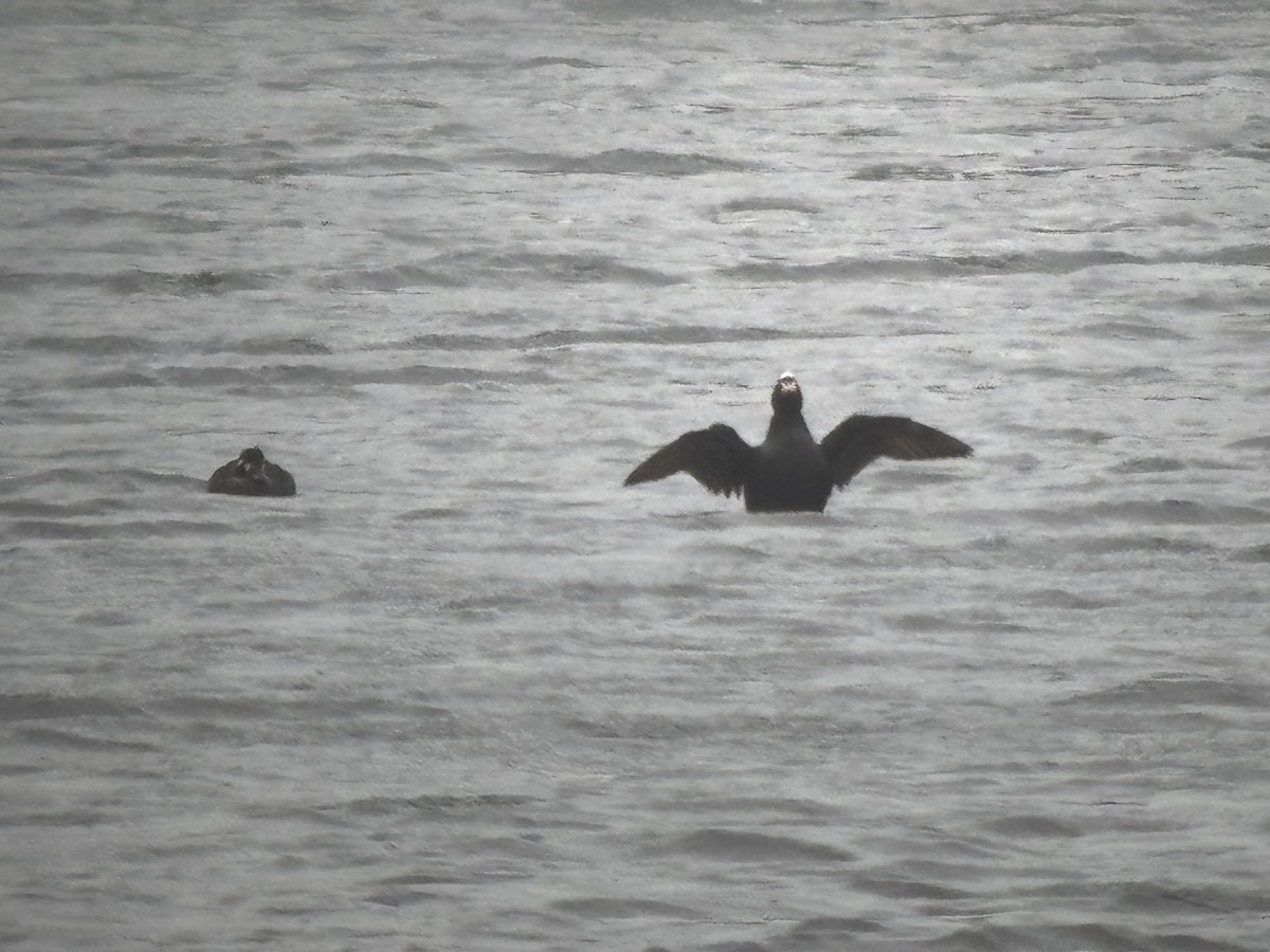 Surf Scoter - ML633043945