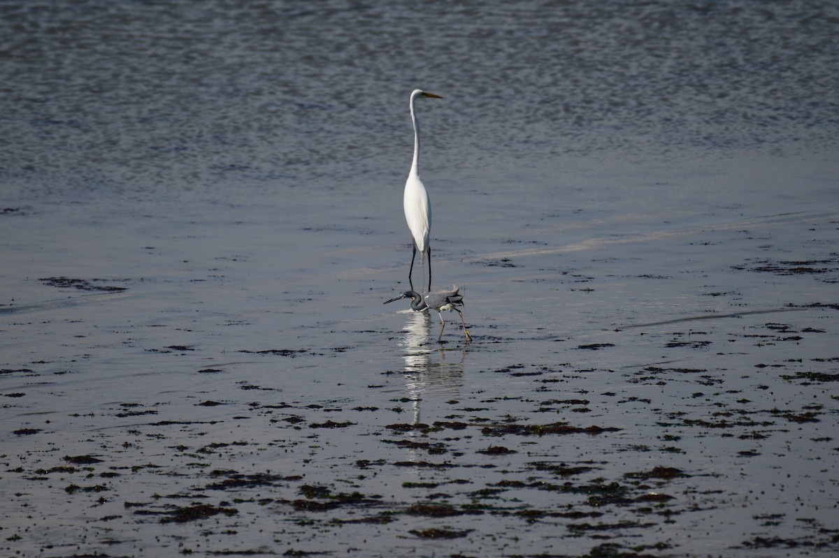 Tricolored Heron - ML633043983