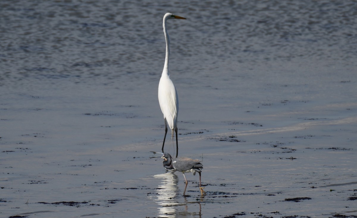 Tricolored Heron - ML633044056