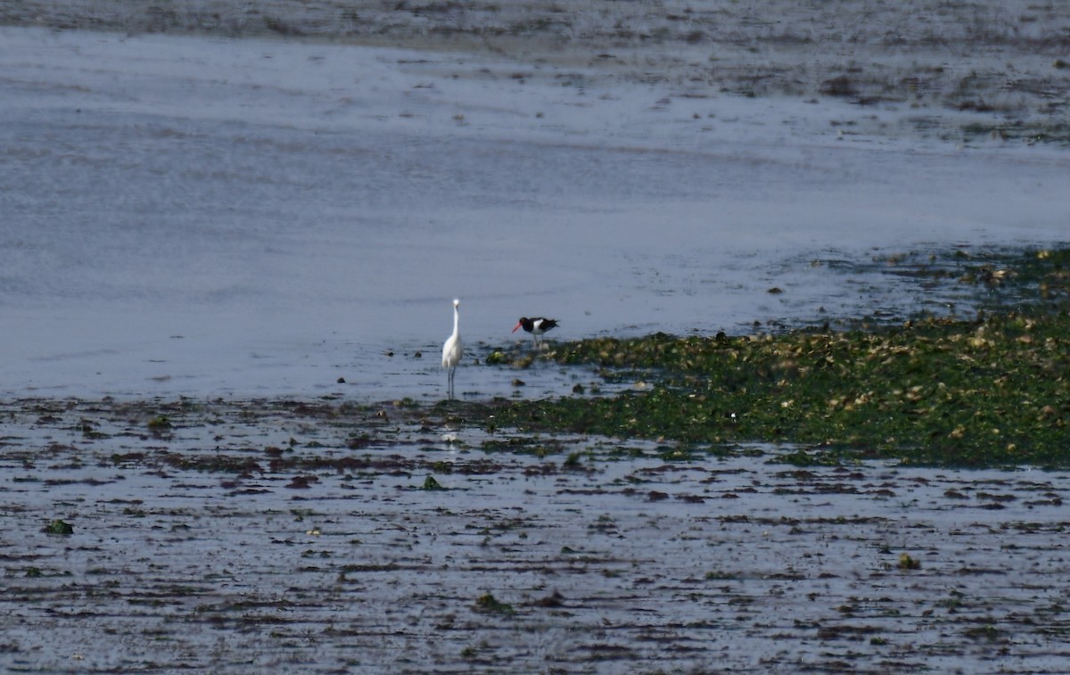 American Oystercatcher - ML633044164