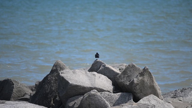Fish Crow - ML633044215
