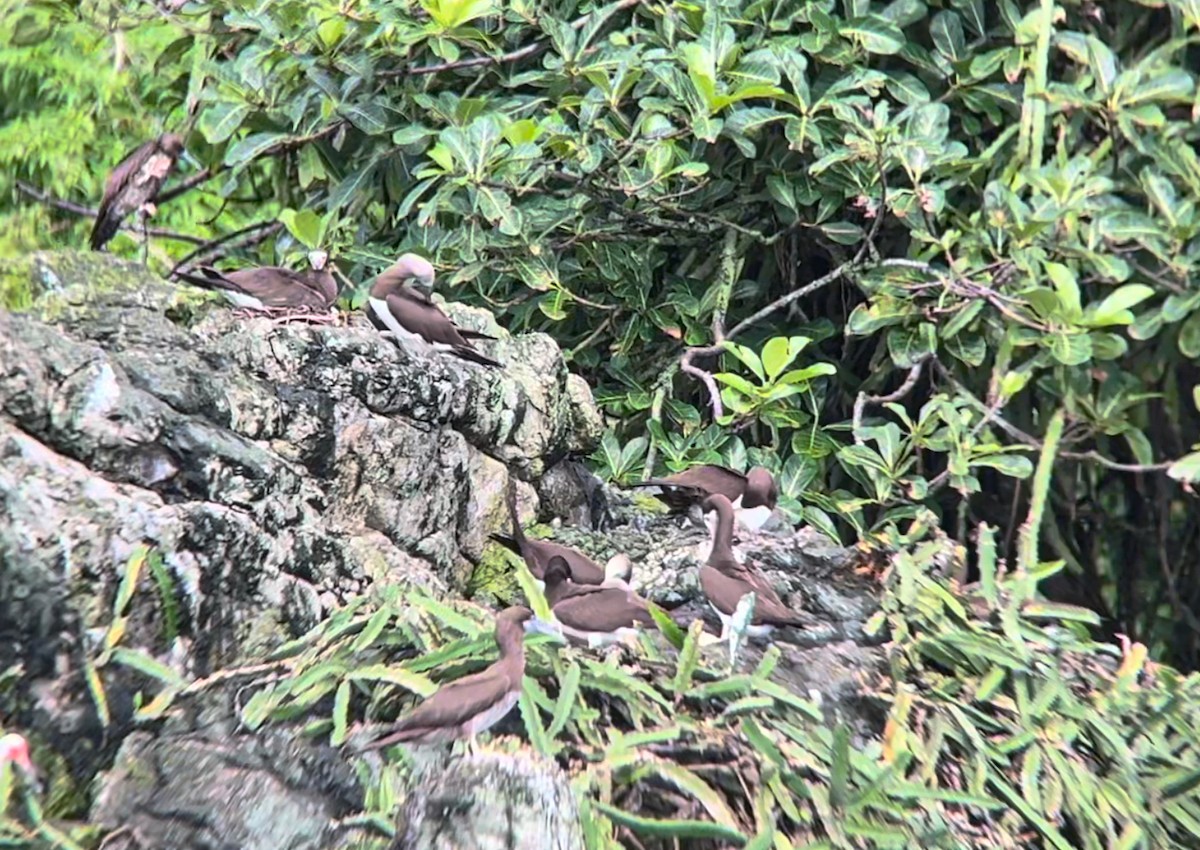 Cocos Booby (Colombian) - ML633044218