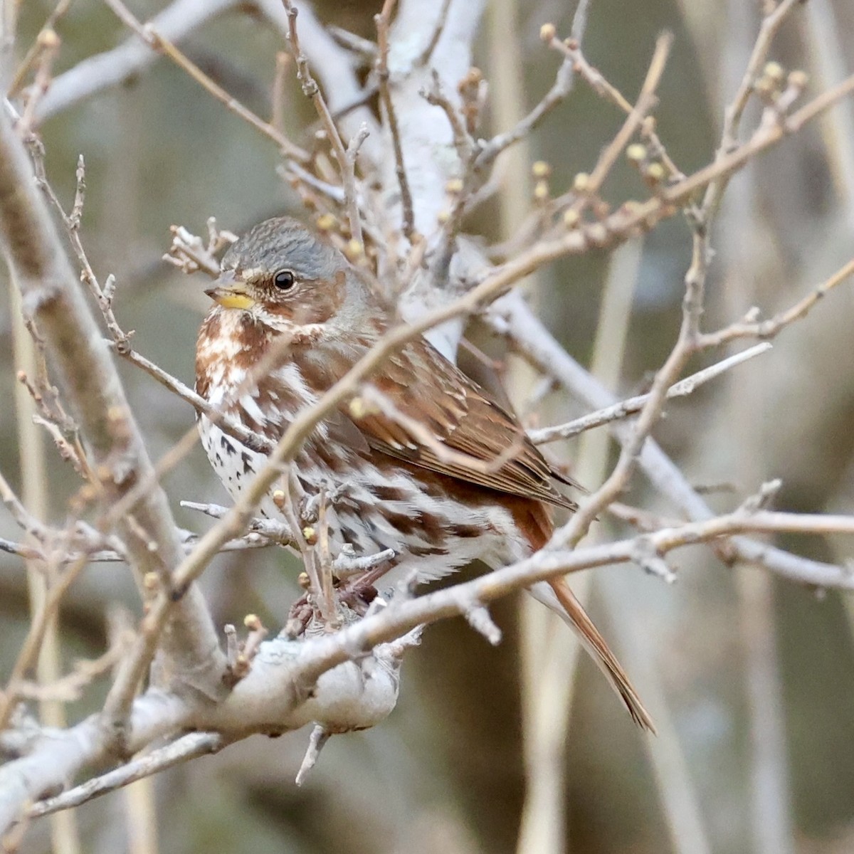 Fox Sparrow - ML633044541