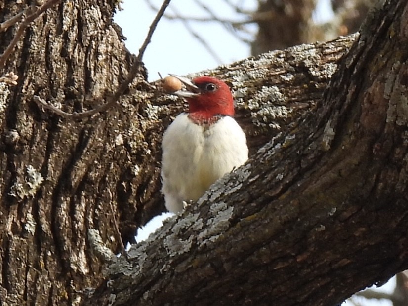 Red-headed Woodpecker - ML633044619