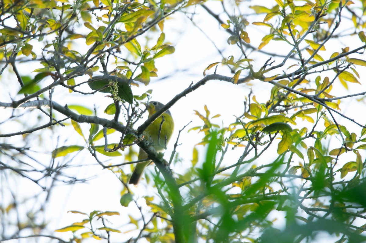 Nashville Warbler - ML633044767