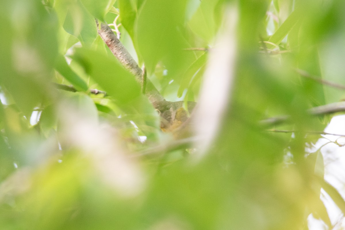 Nashville Warbler - ML633044768