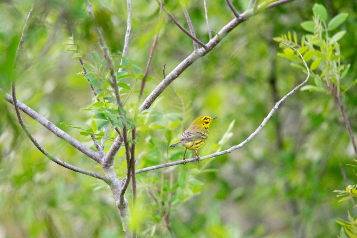 Prairie Warbler - ML633044803