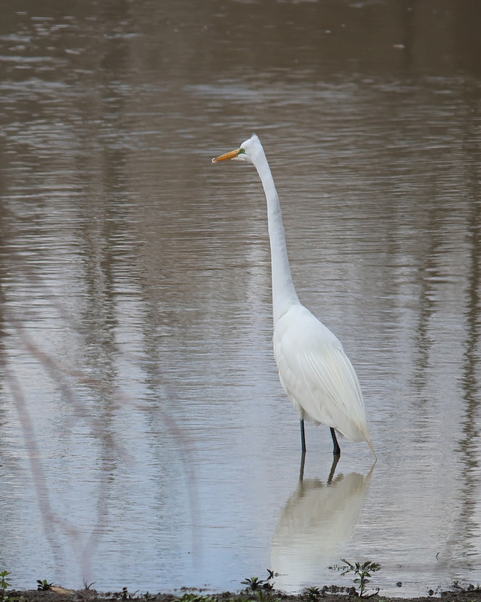Great Egret - ML633044962