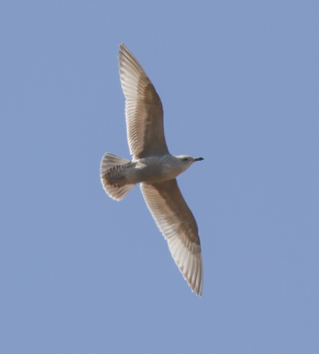 Iceland Gull (Thayer's) - ML633045125