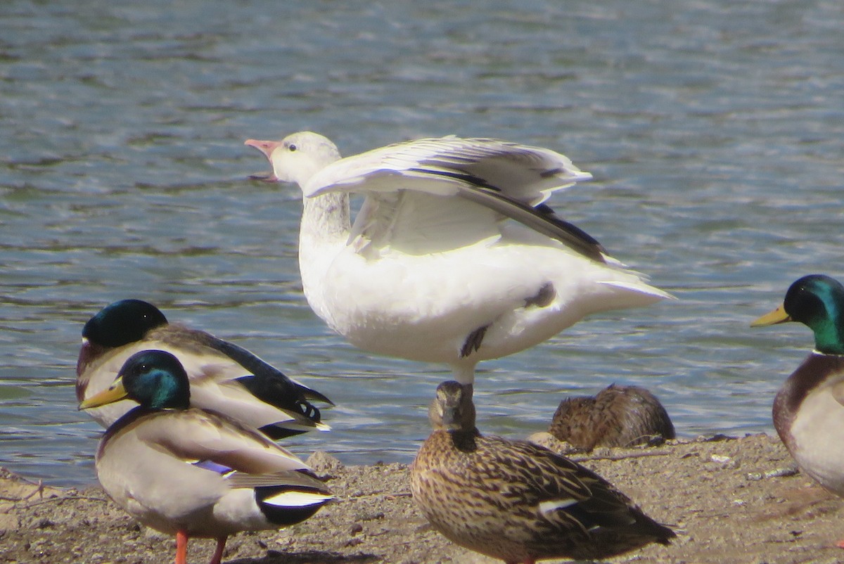 Snow Goose - ML633045137