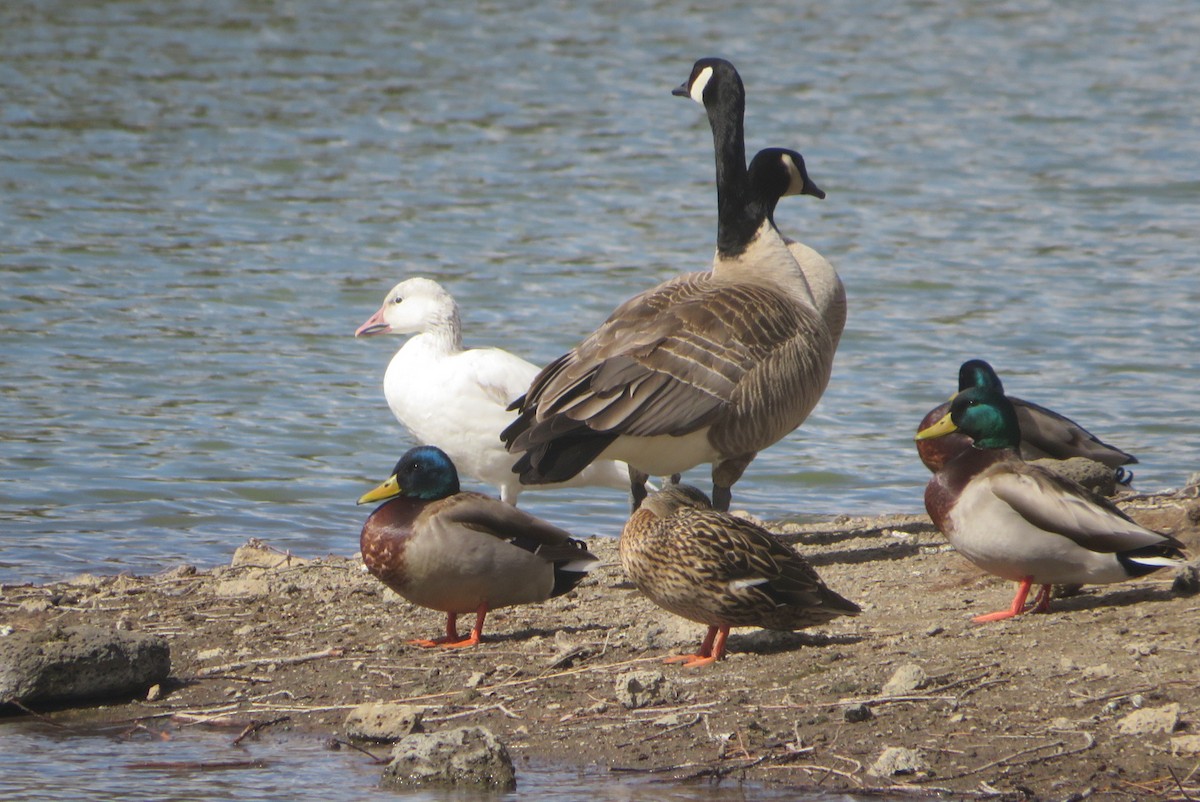 Snow Goose - ML633045139