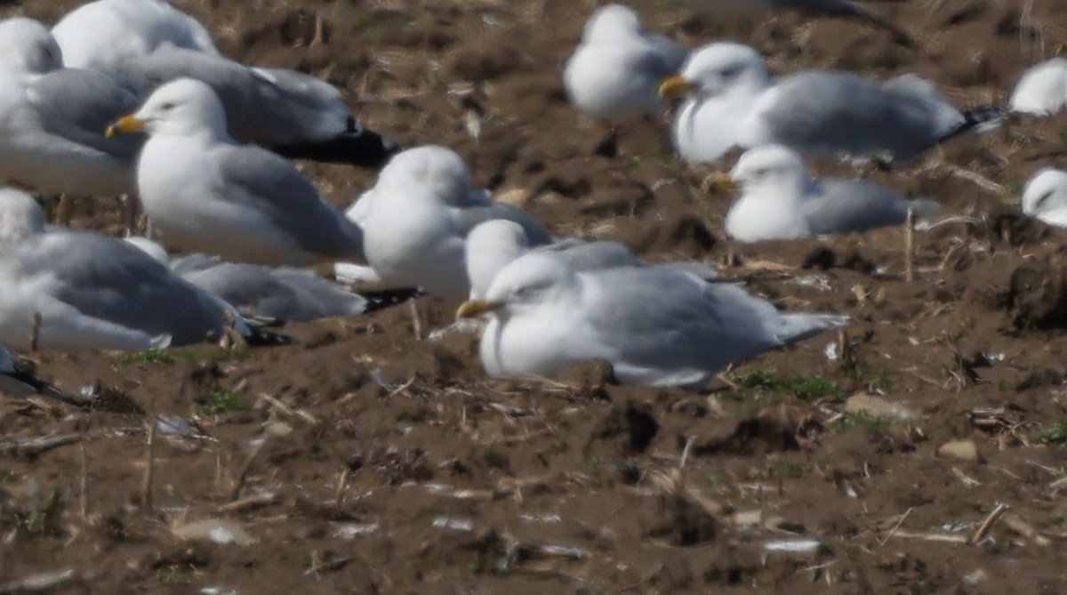 Iceland Gull (kumlieni) - ML633045140