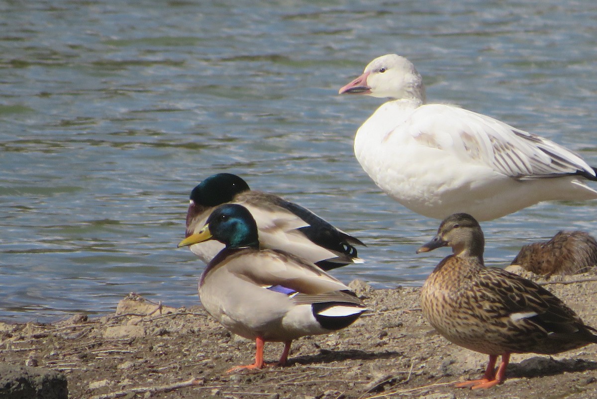 Snow Goose - ML633045141