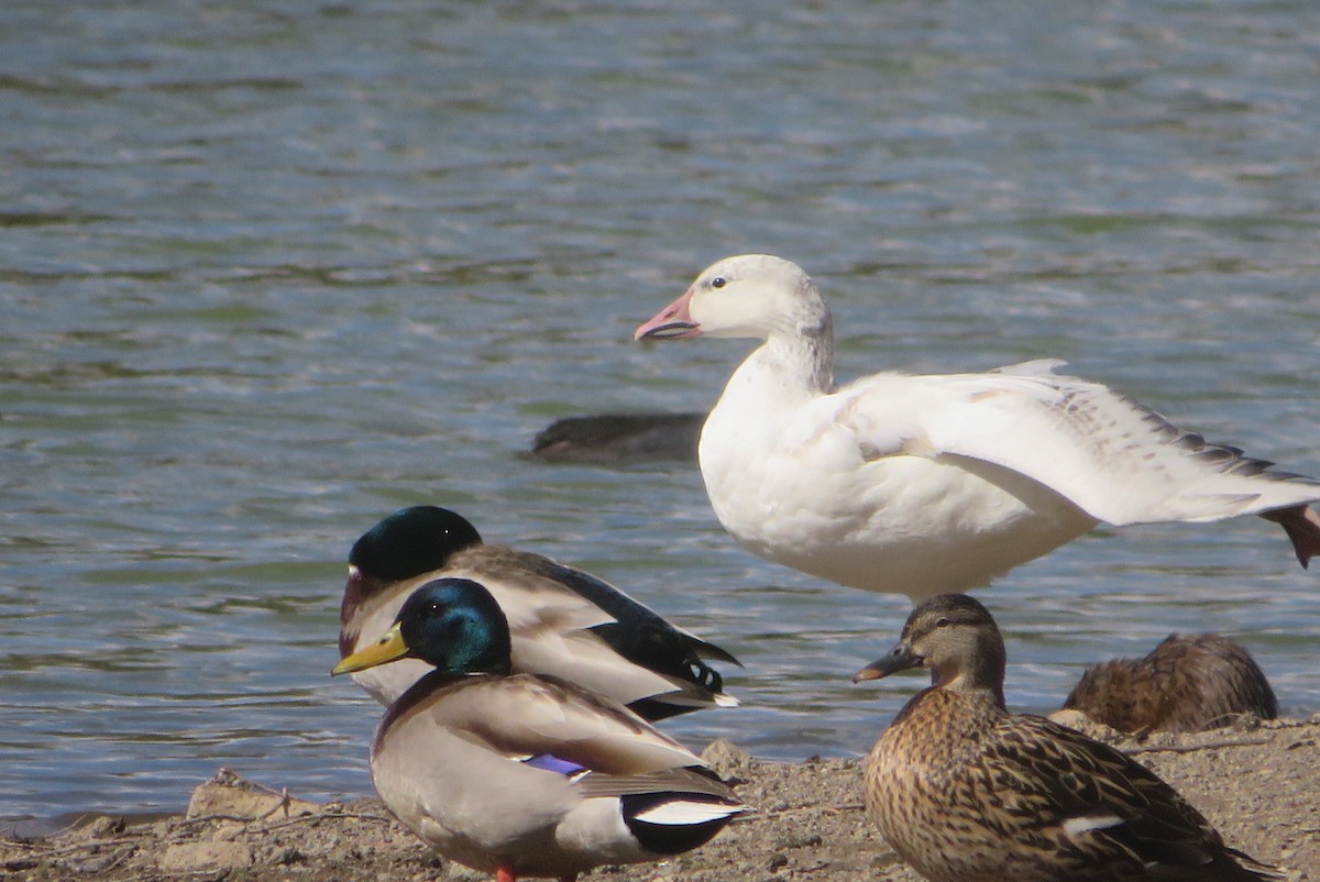 Snow Goose - ML633045144