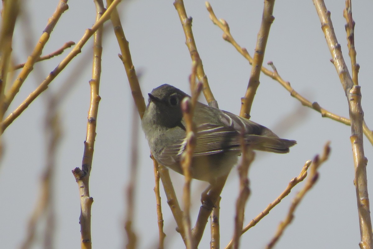 Ruby-crowned Kinglet - ML633045164