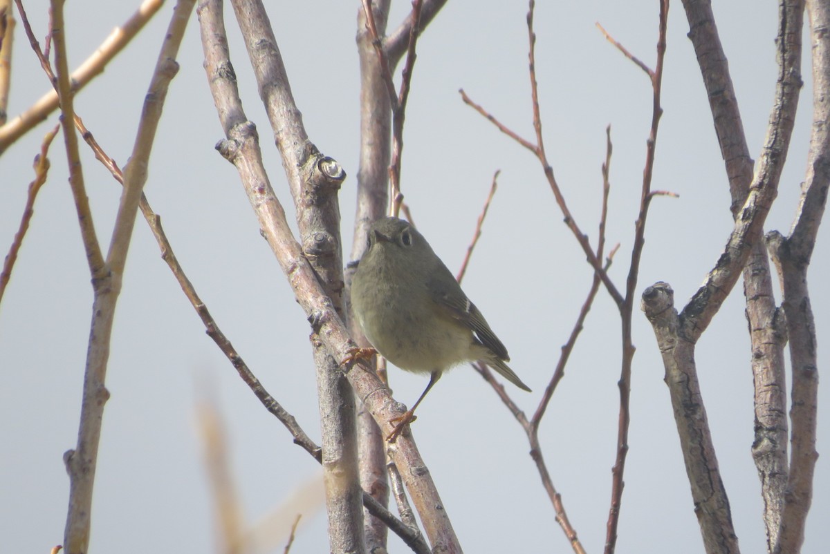 Ruby-crowned Kinglet - ML633045165