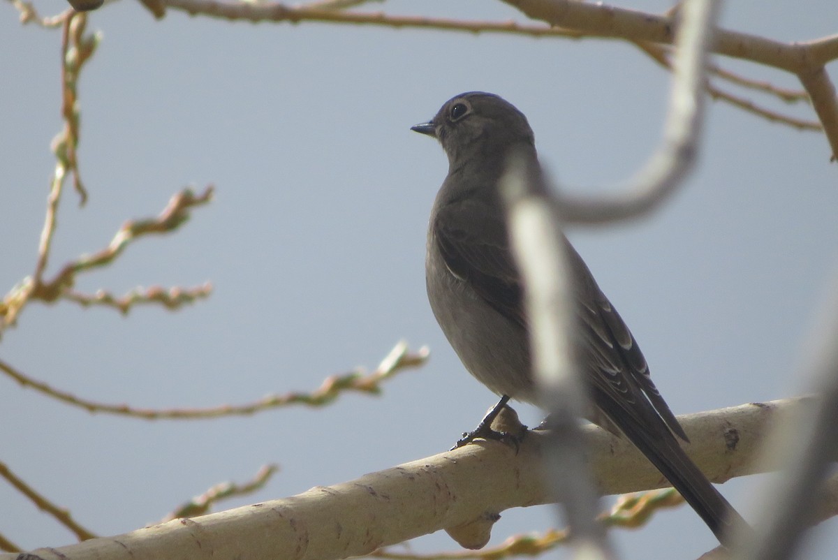 Townsend's Solitaire - ML633045177