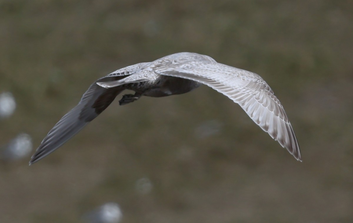 Iceland Gull (Thayer's) - ML633045179