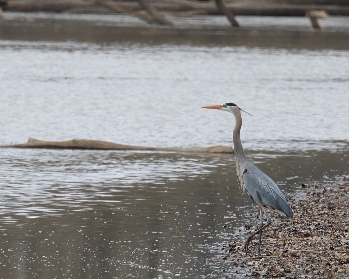 Great Blue Heron (Great Blue) - ML633045216