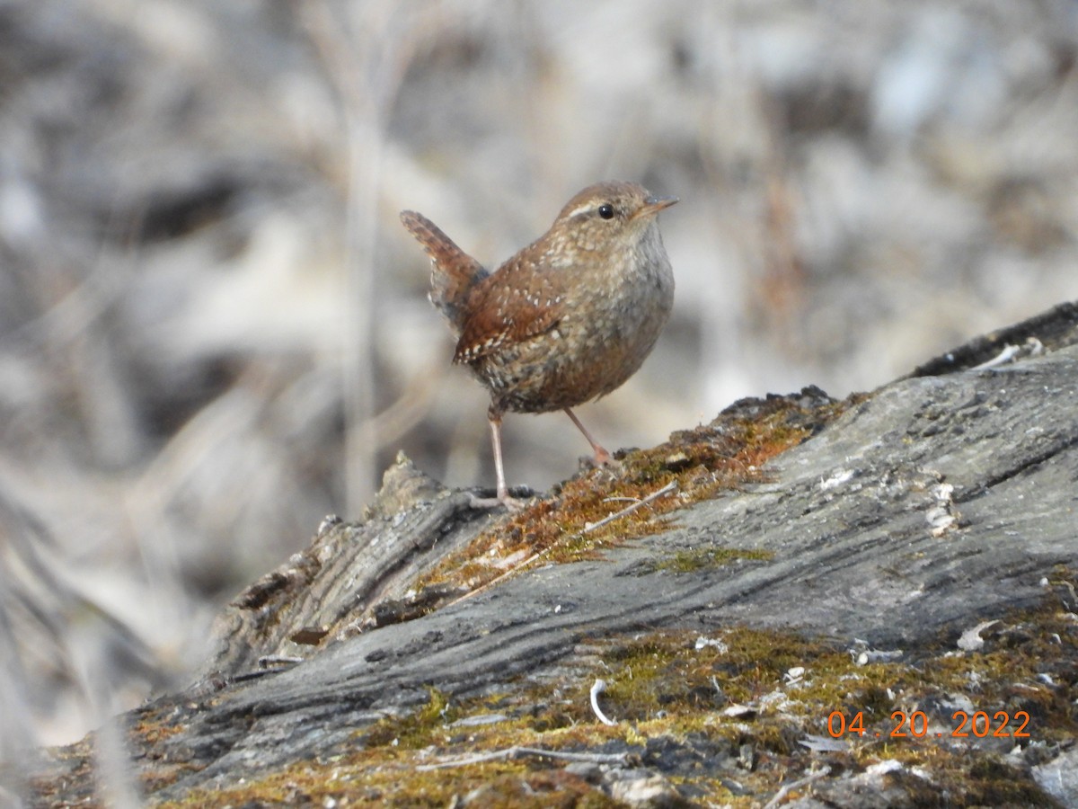 Winter Wren - ML633045282