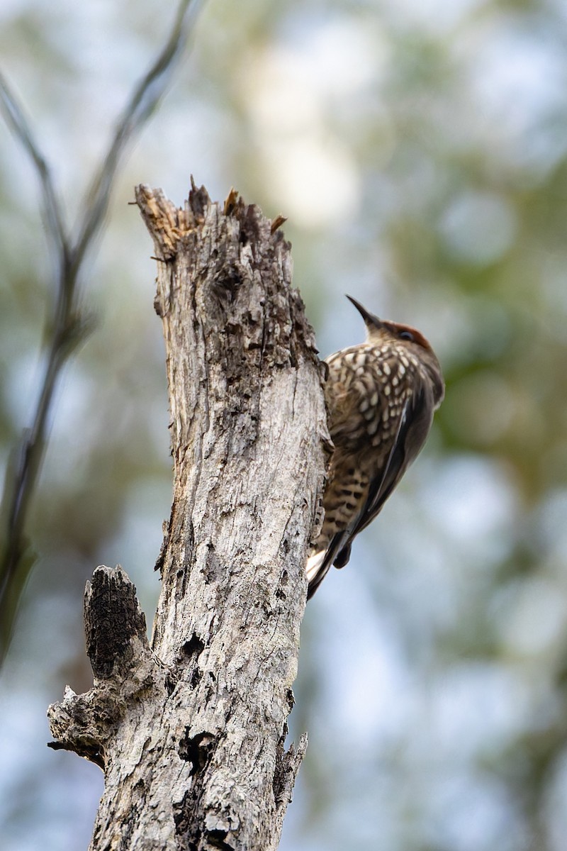 Red-browed Treecreeper - ML633045552