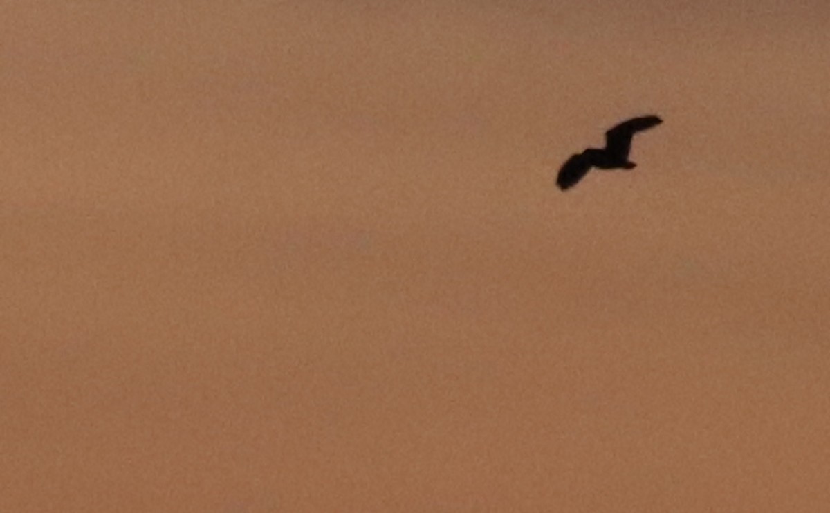 Short-eared Owl (Northern) - ML633045557