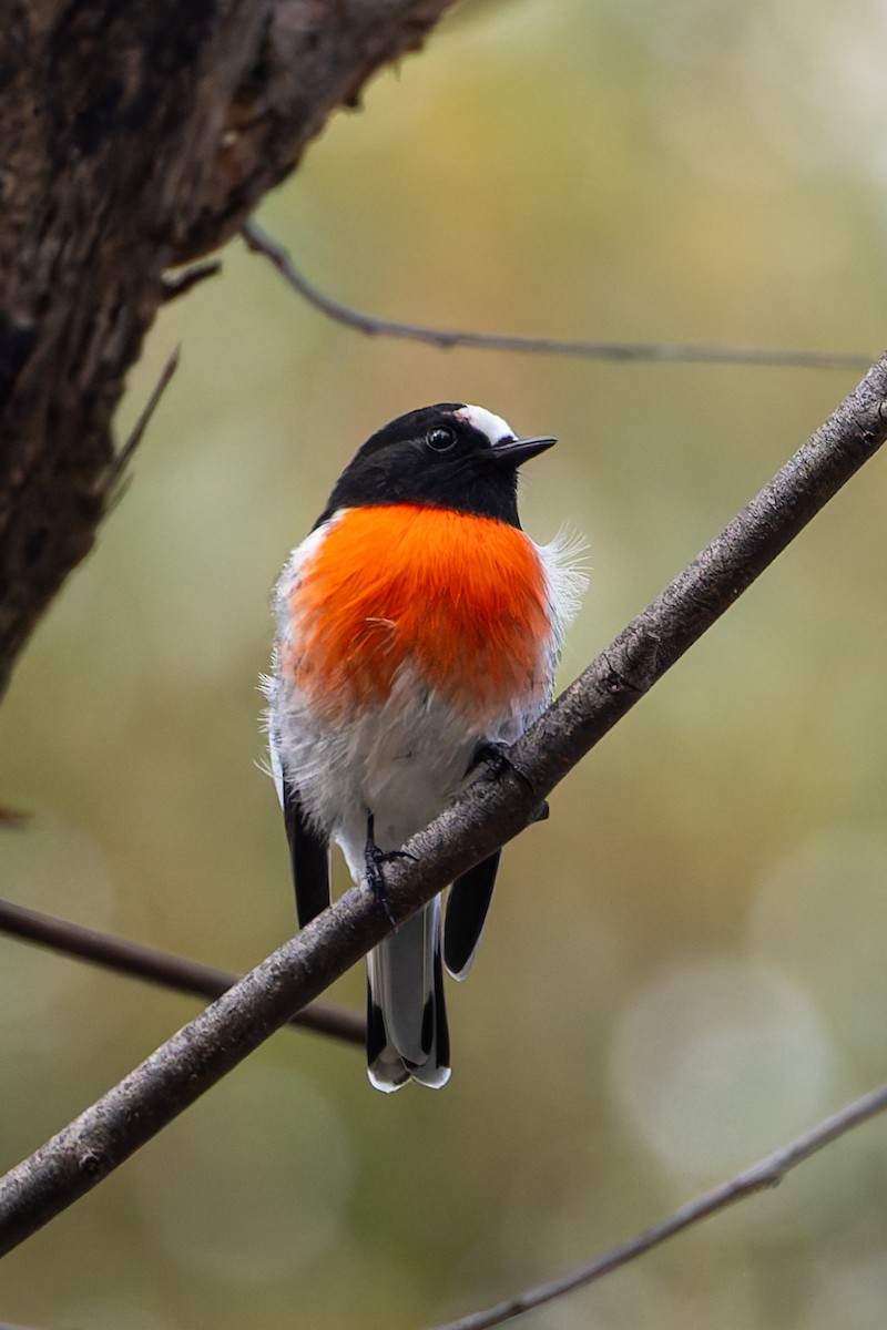 Scarlet Robin - ML633045585