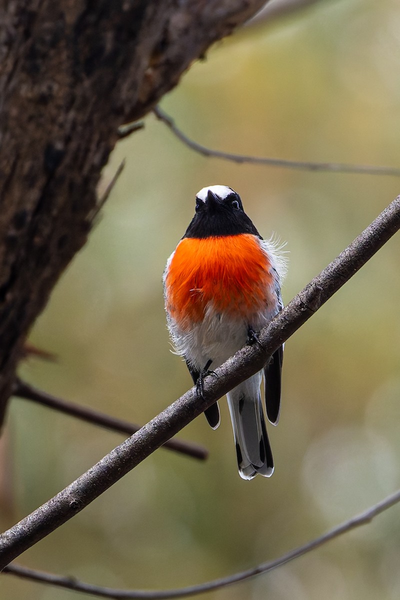 Scarlet Robin - ML633045586
