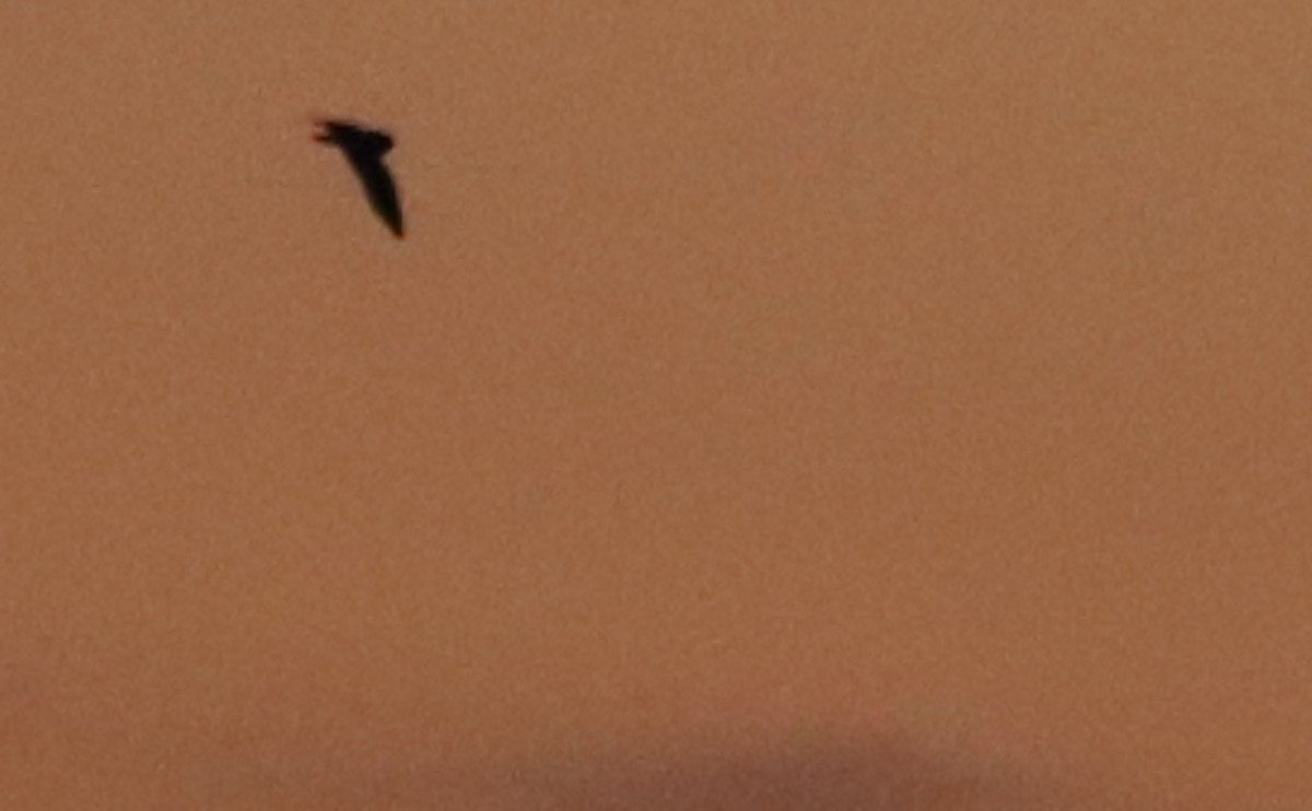 Short-eared Owl (Northern) - ML633045589