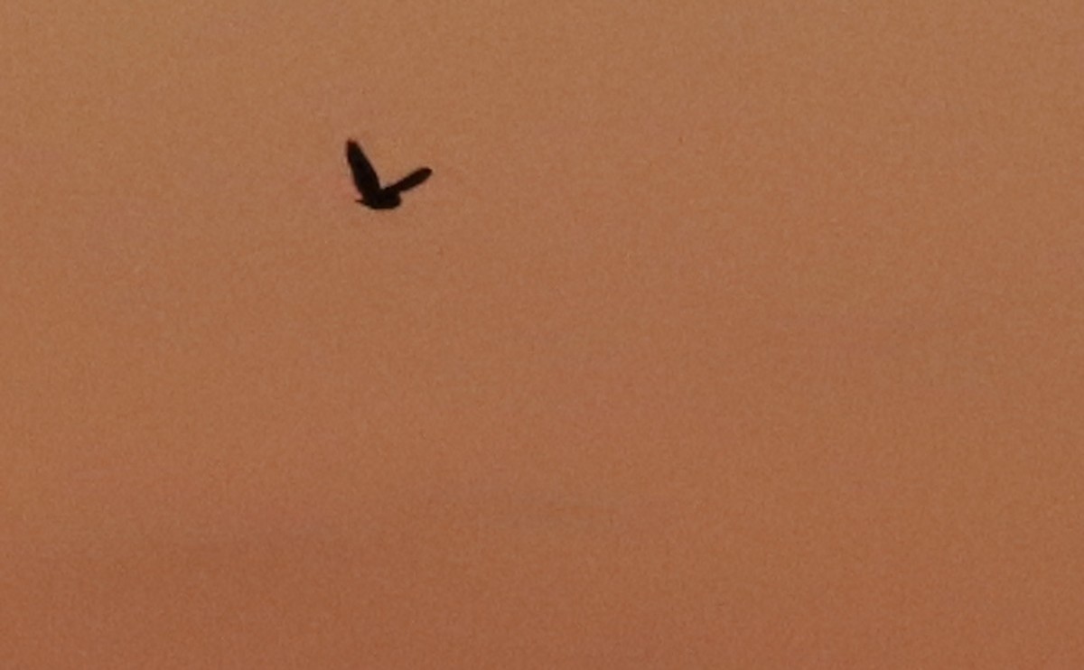 Short-eared Owl (Northern) - ML633045597