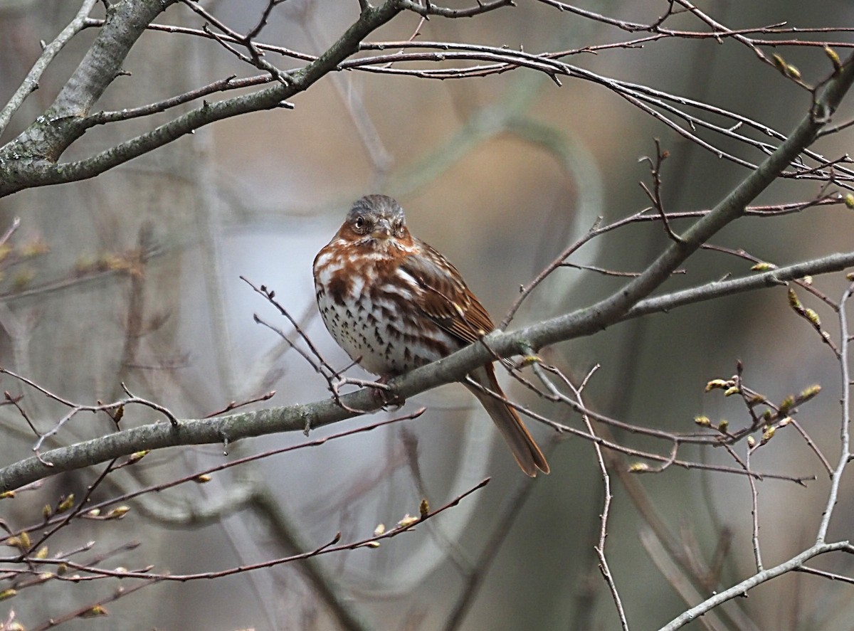 Fox Sparrow - ML633045618