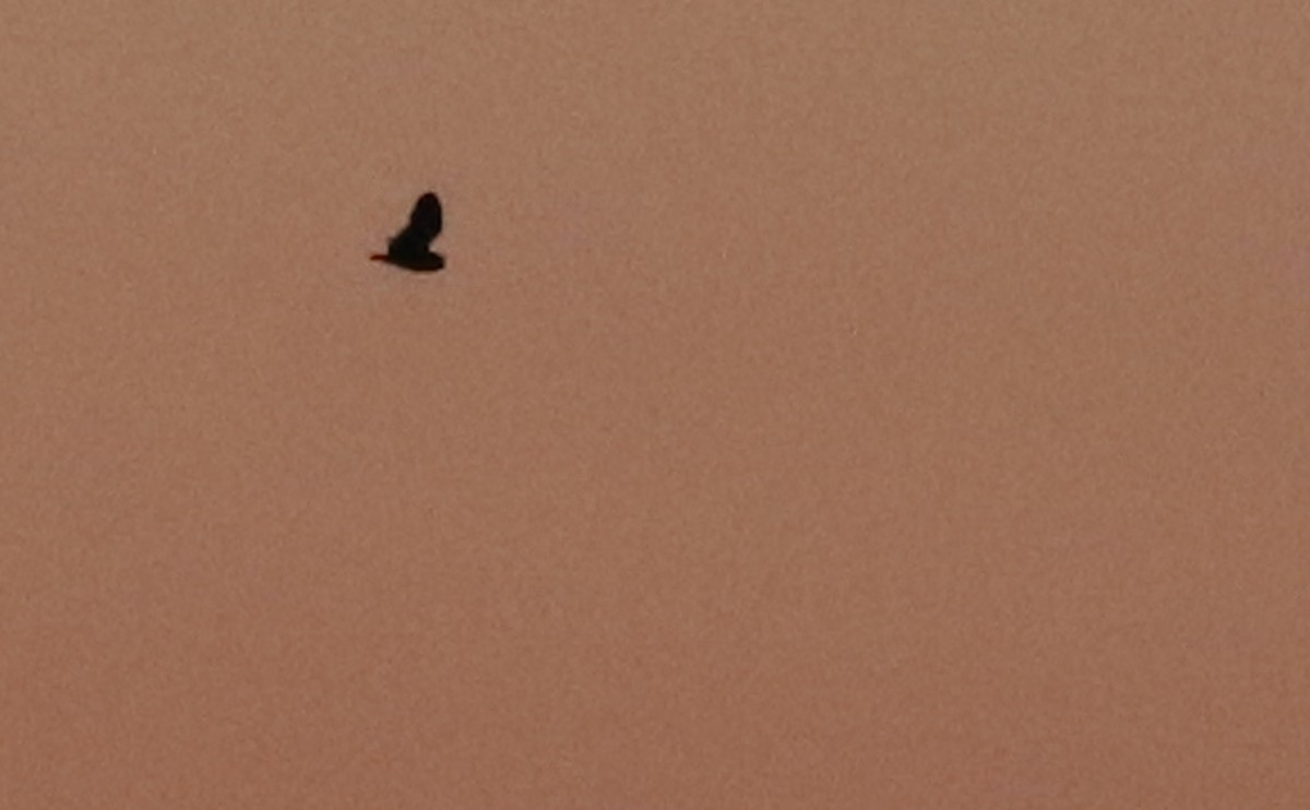 Short-eared Owl (Northern) - ML633045620