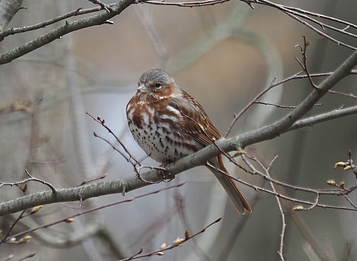 Fox Sparrow - ML633045627