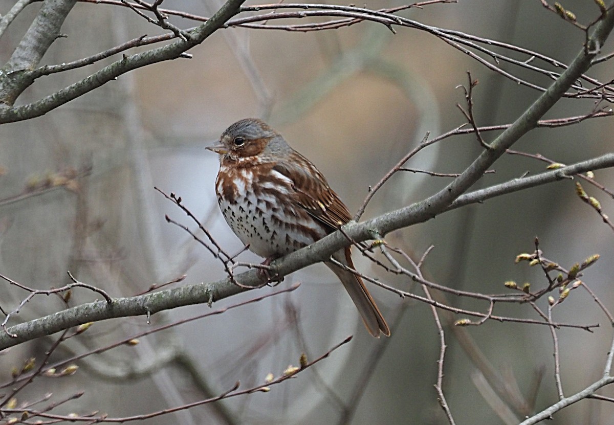 Fox Sparrow - ML633045635