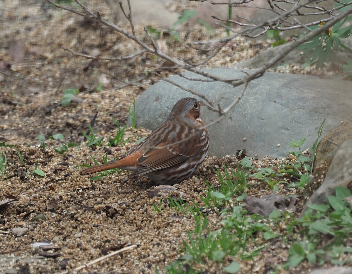Fox Sparrow - ML633045646