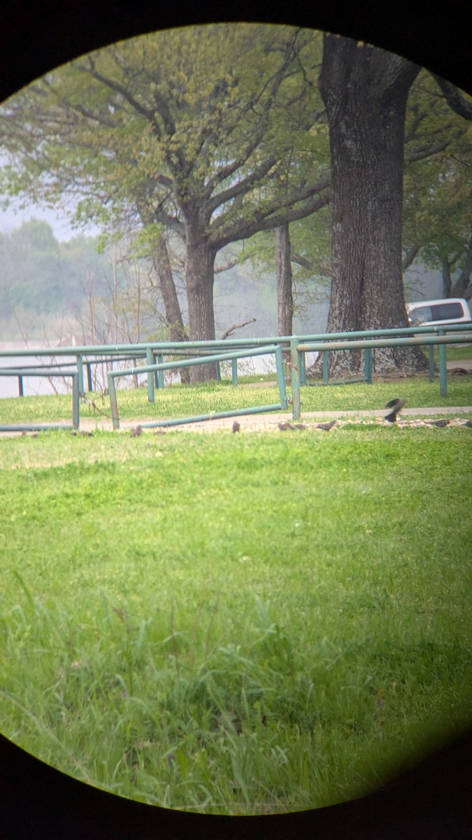 Red-winged Blackbird - ML633045651