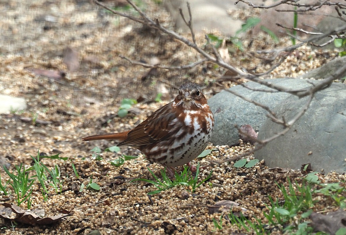 Fox Sparrow - ML633045663