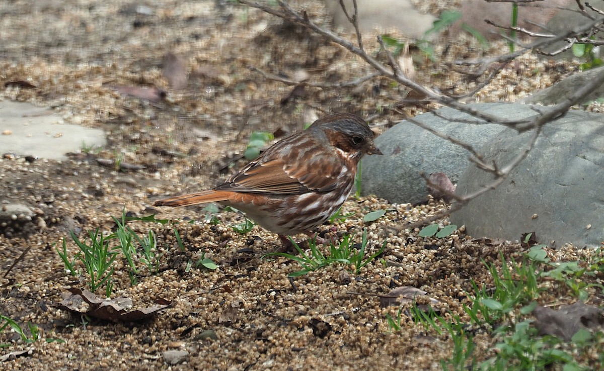 Fox Sparrow - ML633045672