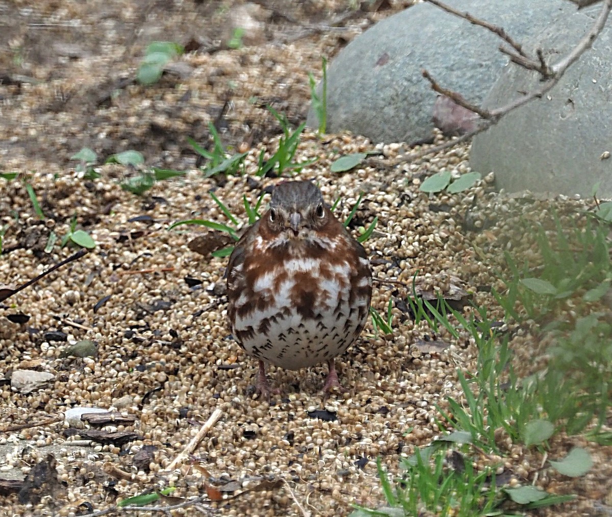 Fox Sparrow - ML633045684