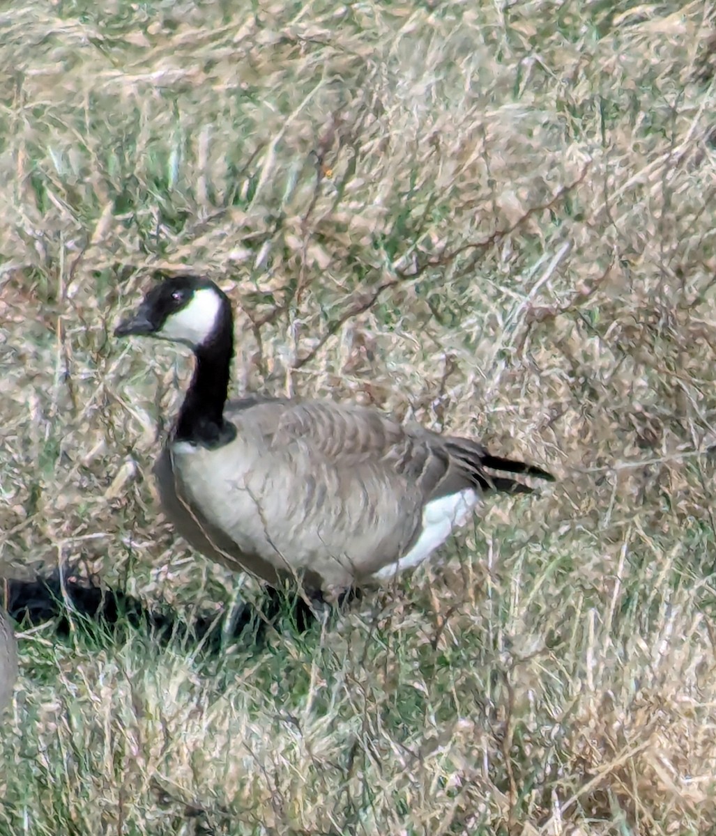Cackling Goose - ML633045709
