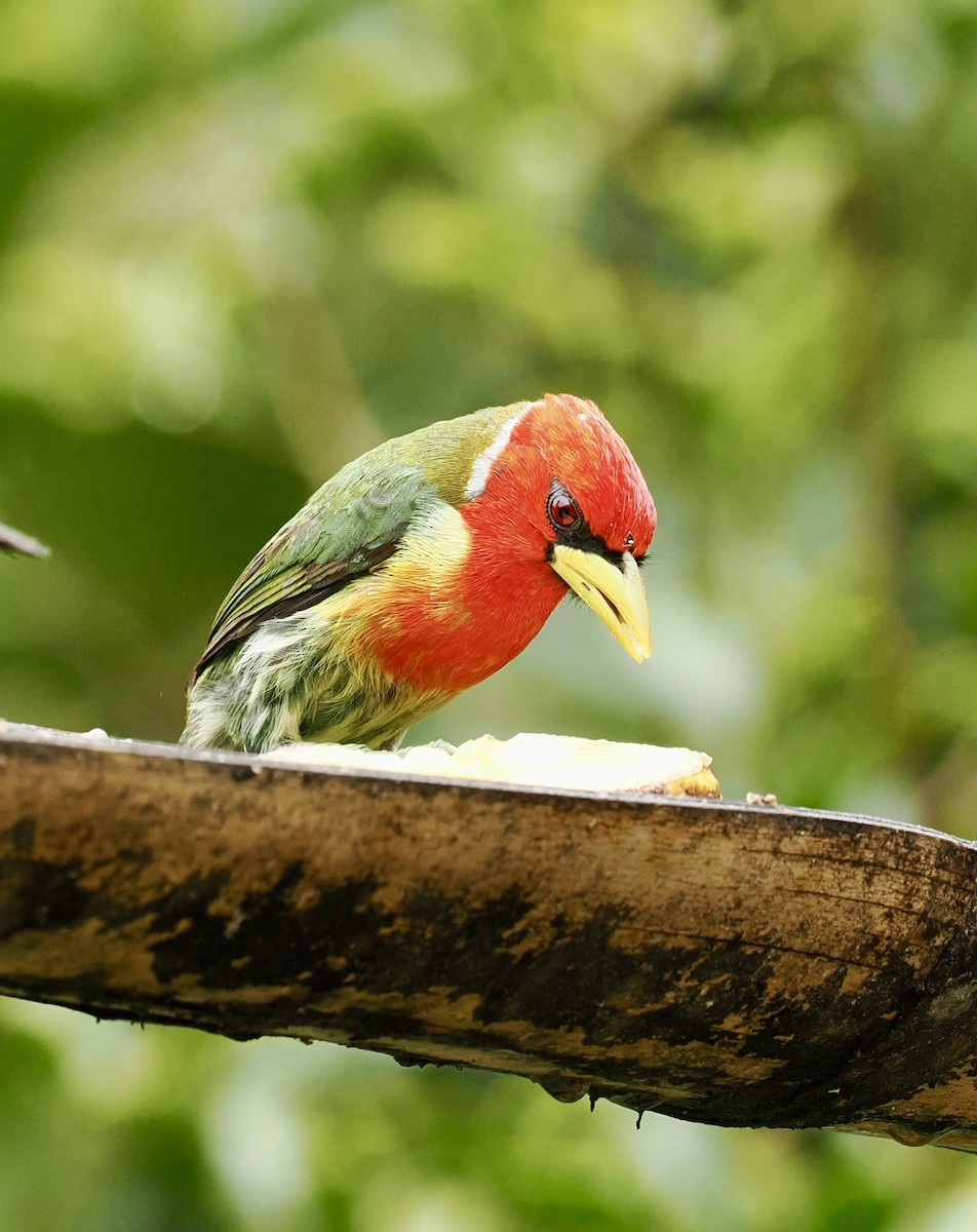 Red-headed Barbet - ML633045716
