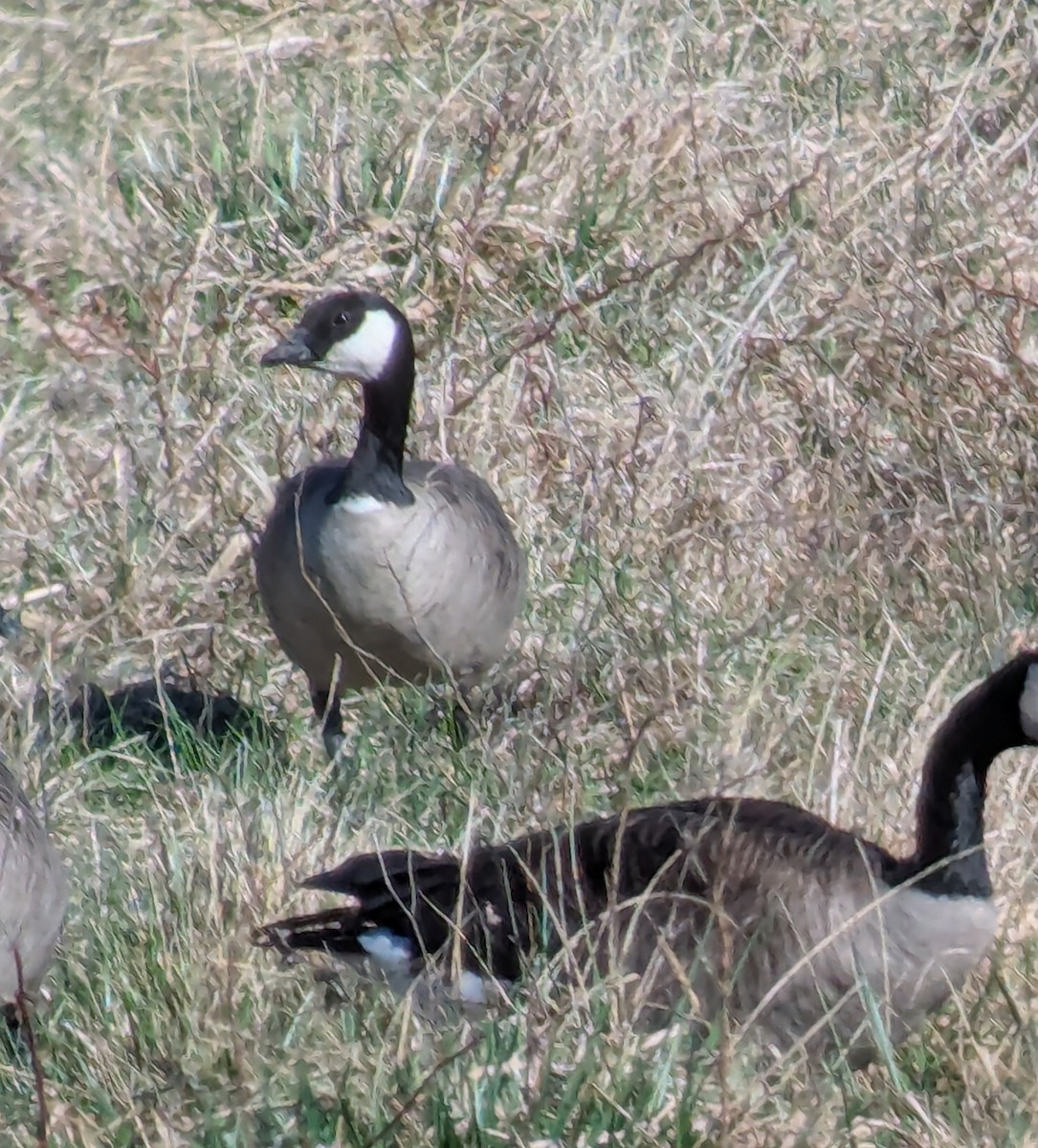 Cackling Goose - ML633045732