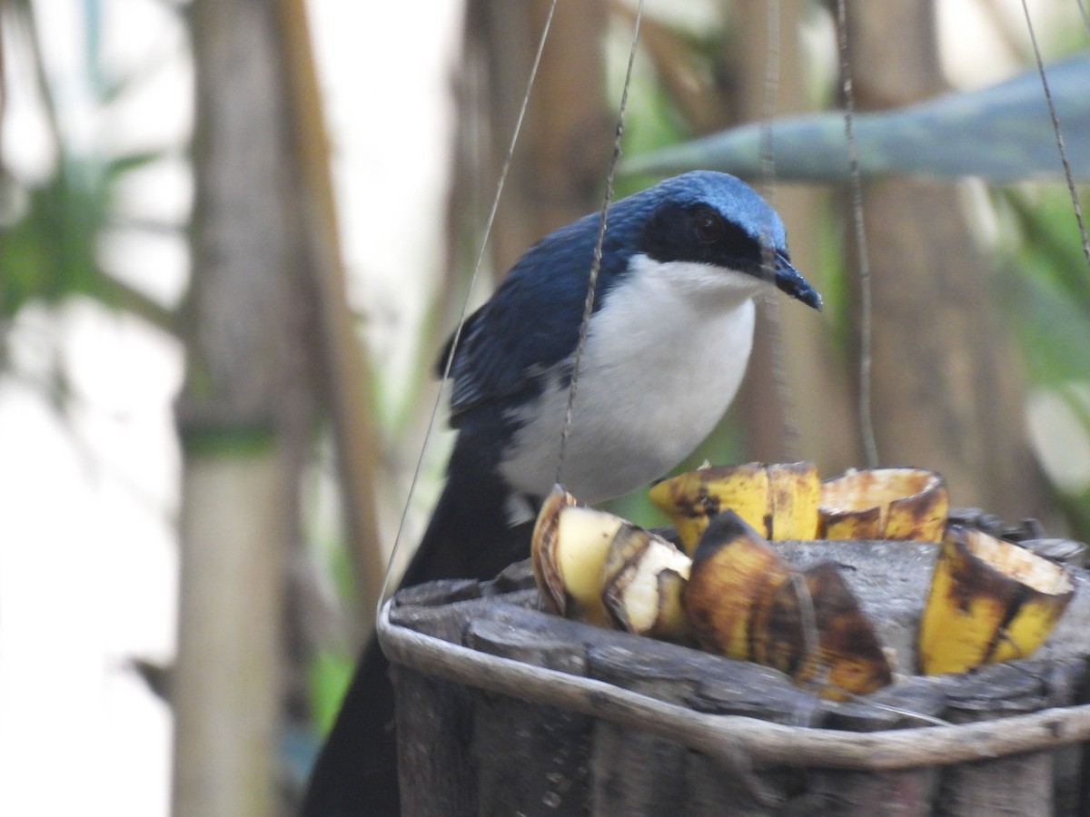 Blue-and-white Mockingbird - ML633045747
