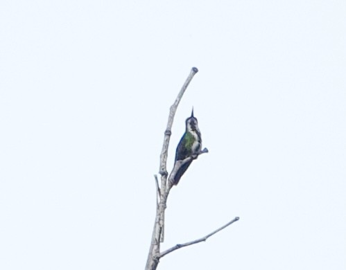 Fiery-tailed Awlbill - ML633045776