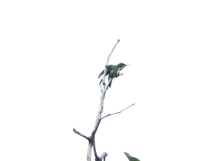 Fiery-tailed Awlbill - ML633045777